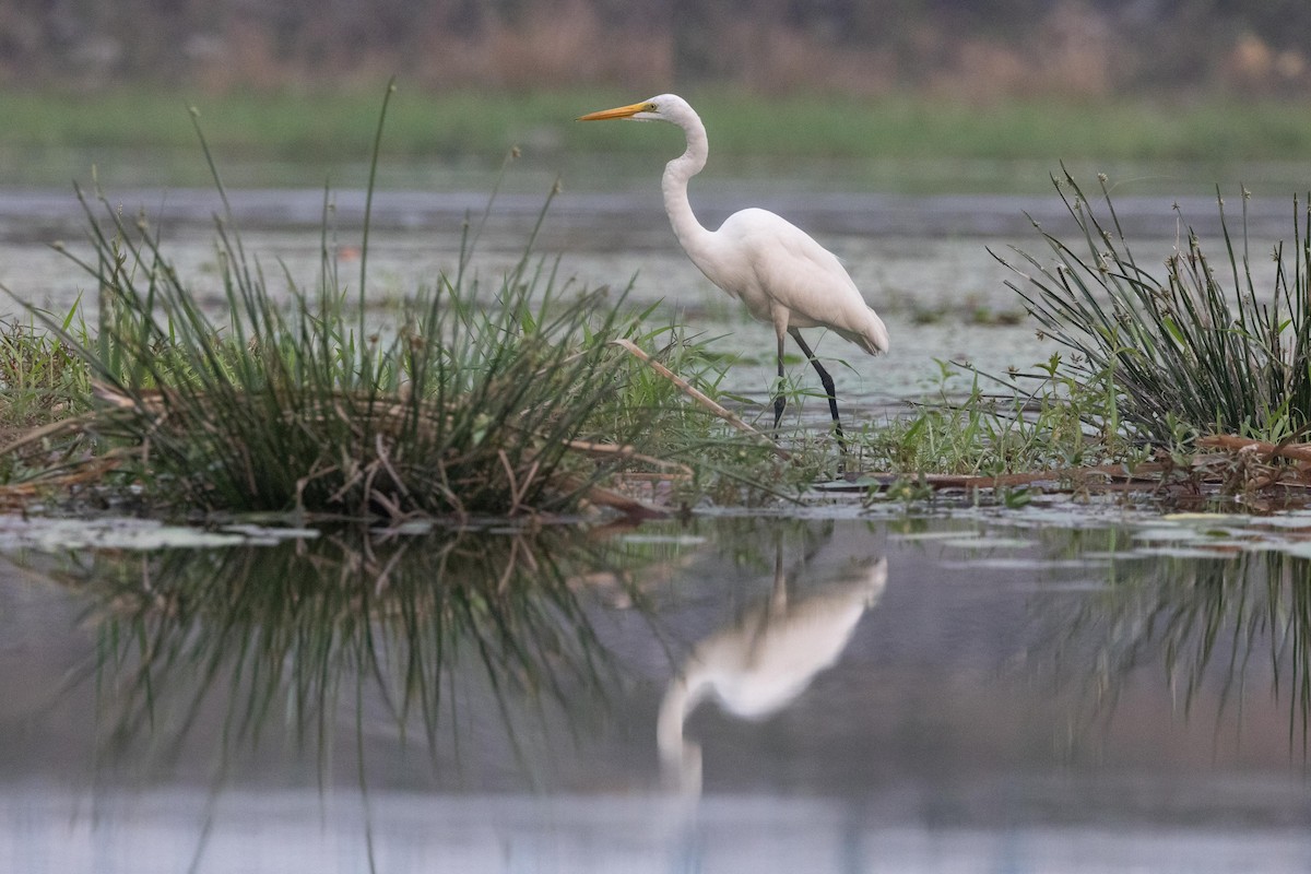 Great Egret - Samanvitha Rao