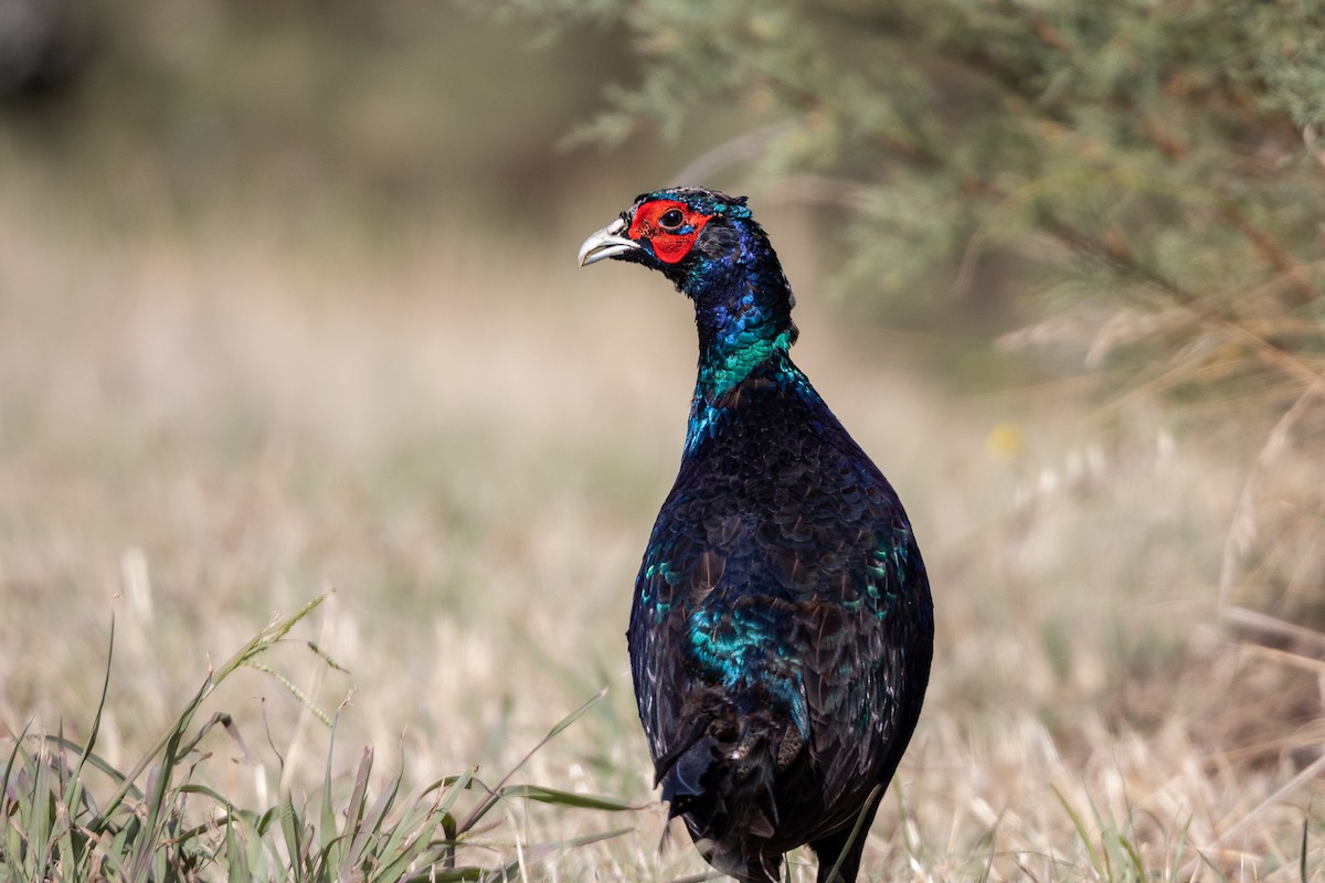 Ring-necked Pheasant - Marcel Hauser