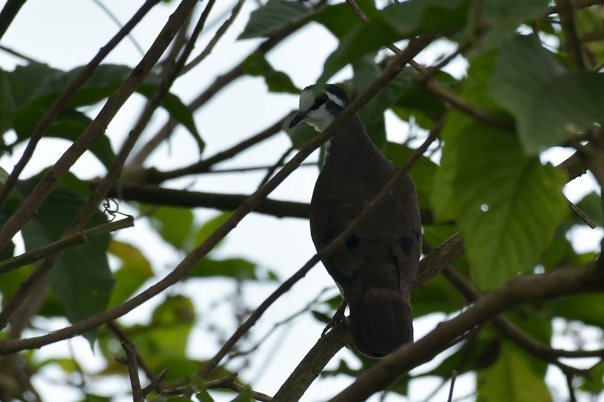 Tambourine Dove - ML495296311