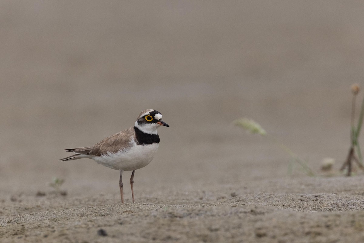 Little Ringed Plover - ML495296871