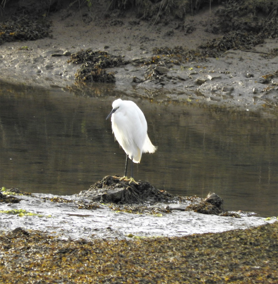 Little Egret - Marta Mesa Artabe