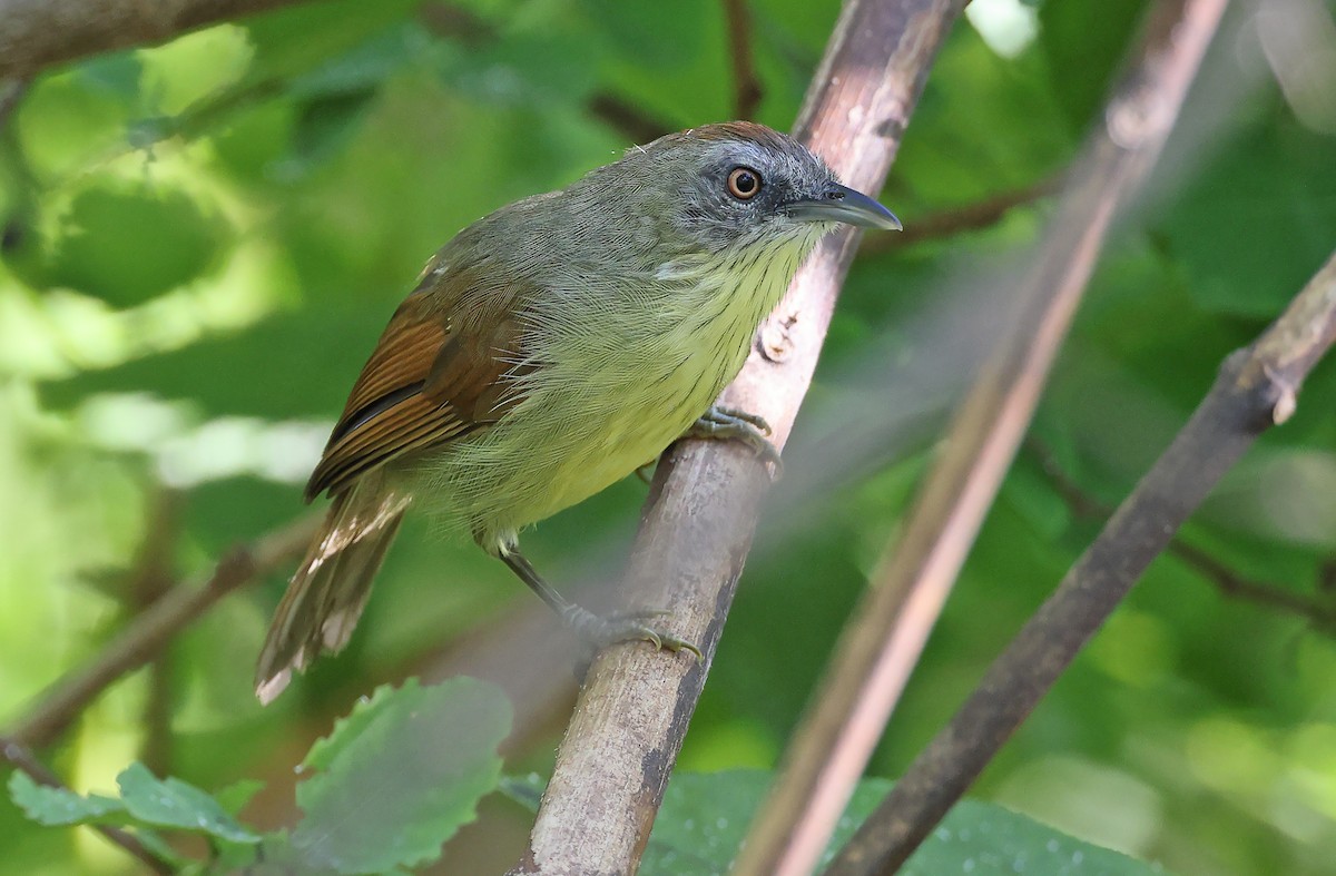 Pin-striped Tit-Babbler (Palawan) - ML495301701