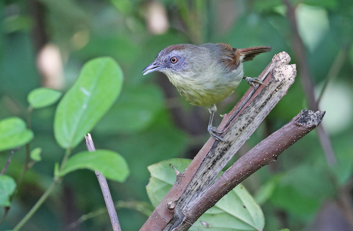 Pin-striped Tit-Babbler (Palawan) - ML495301711