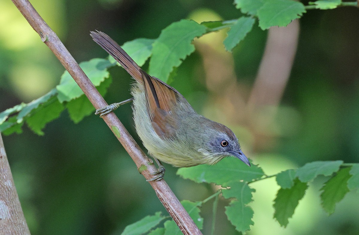 Pin-striped Tit-Babbler (Palawan) - ML495301731