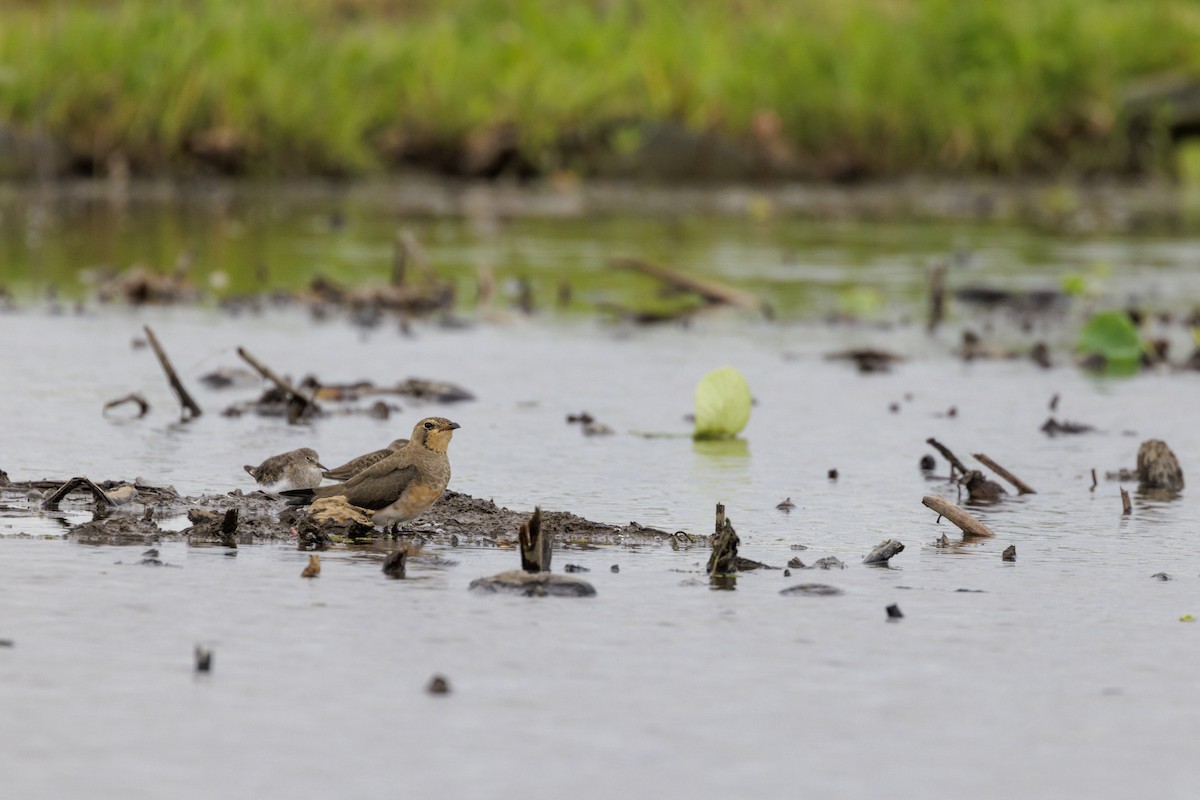 Oriental Pratincole - ML495301841