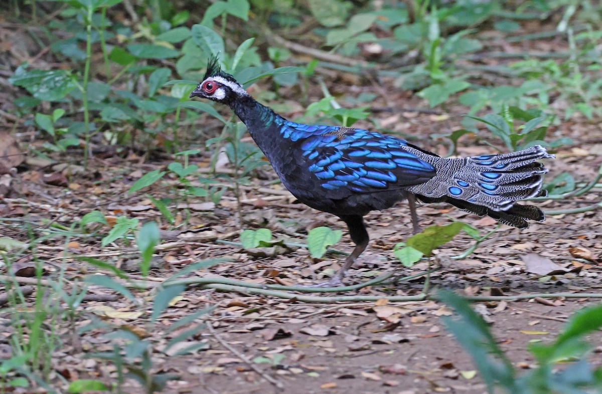 Palawan Peacock-Pheasant - ML495302071