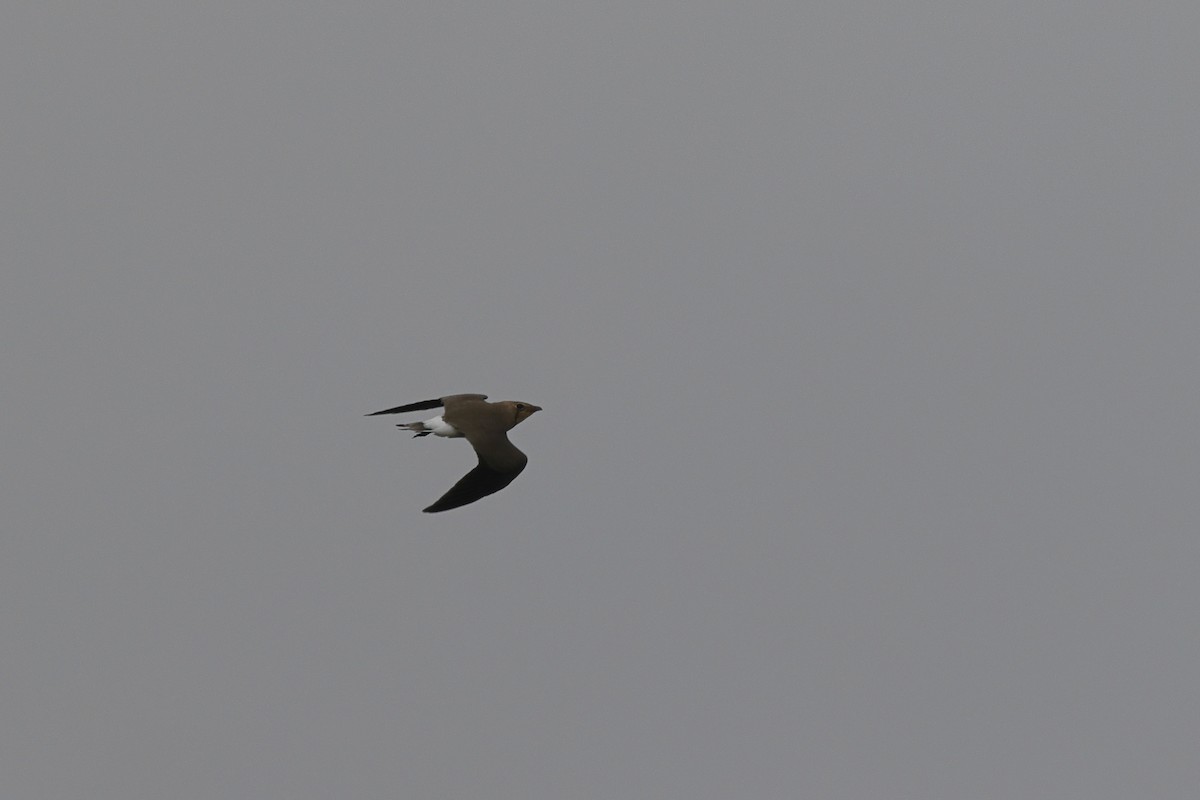 Oriental Pratincole - ML495302111