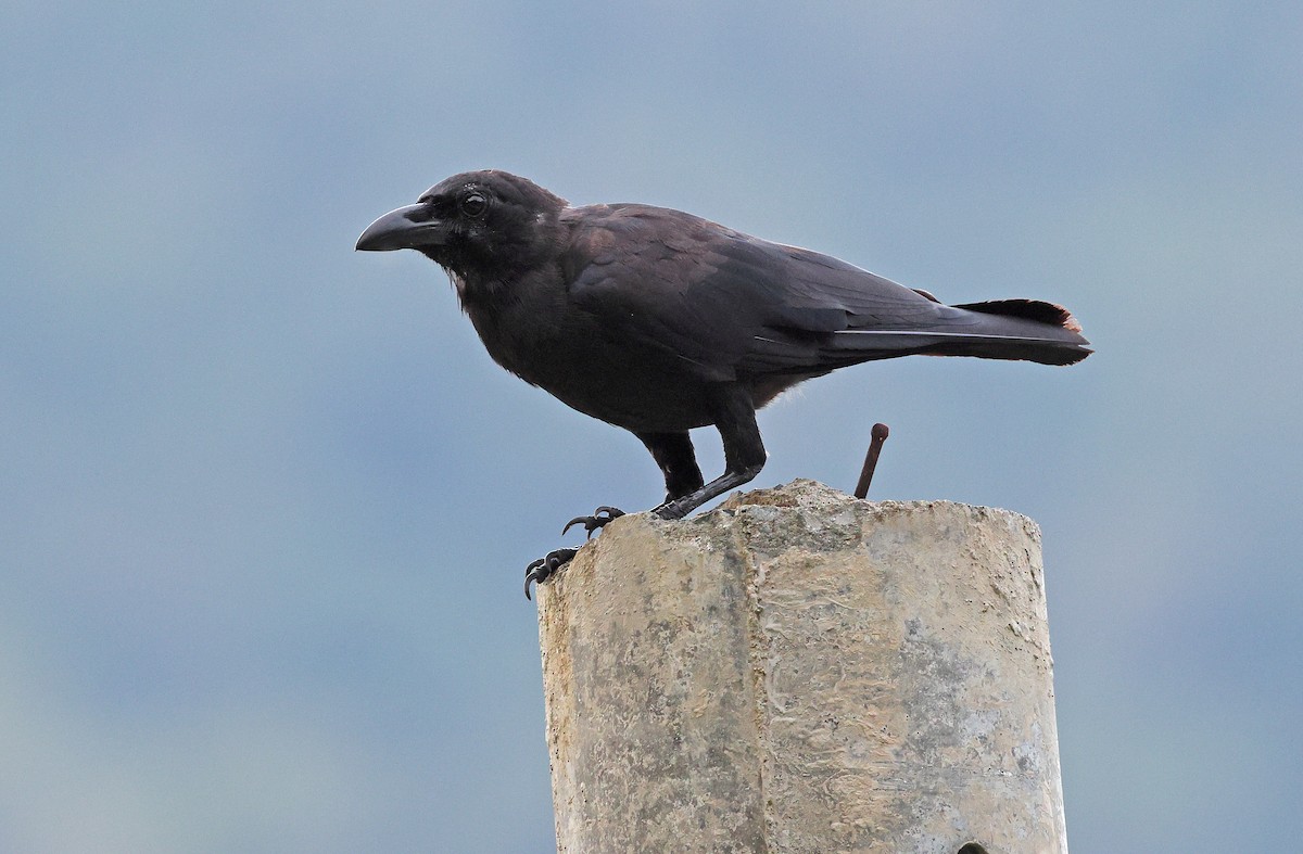 Palawan Crow - Robert Hutchinson / Birdtour Asia