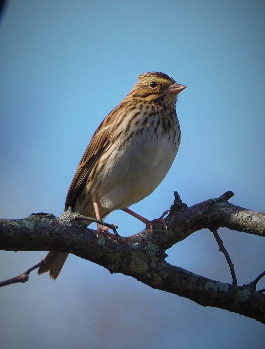 Savannah Sparrow - ML495303461