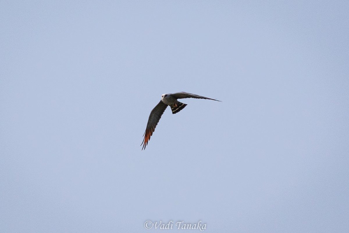 Plumbeous Kite - Vadi Tanaka