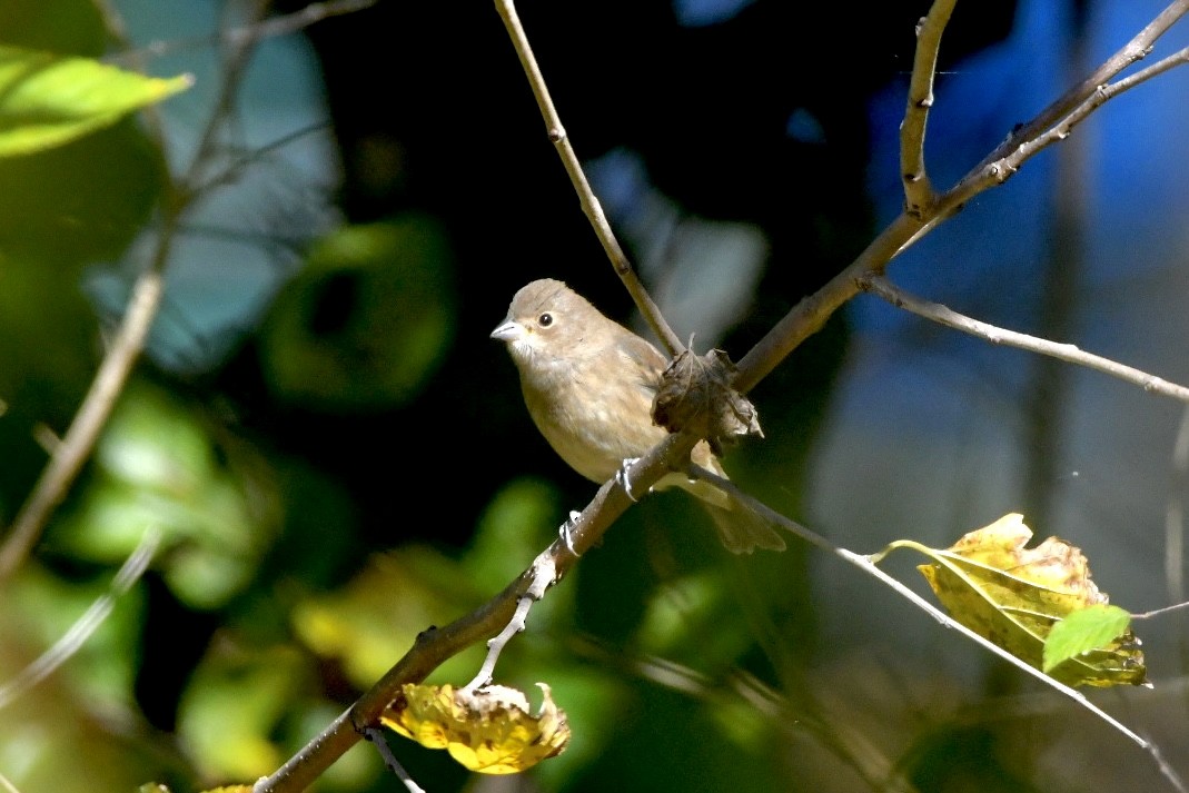 Indigo Bunting - Walter Calhoun