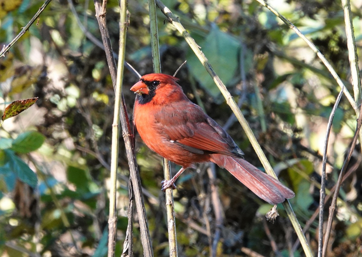 Northern Cardinal - ML495305091