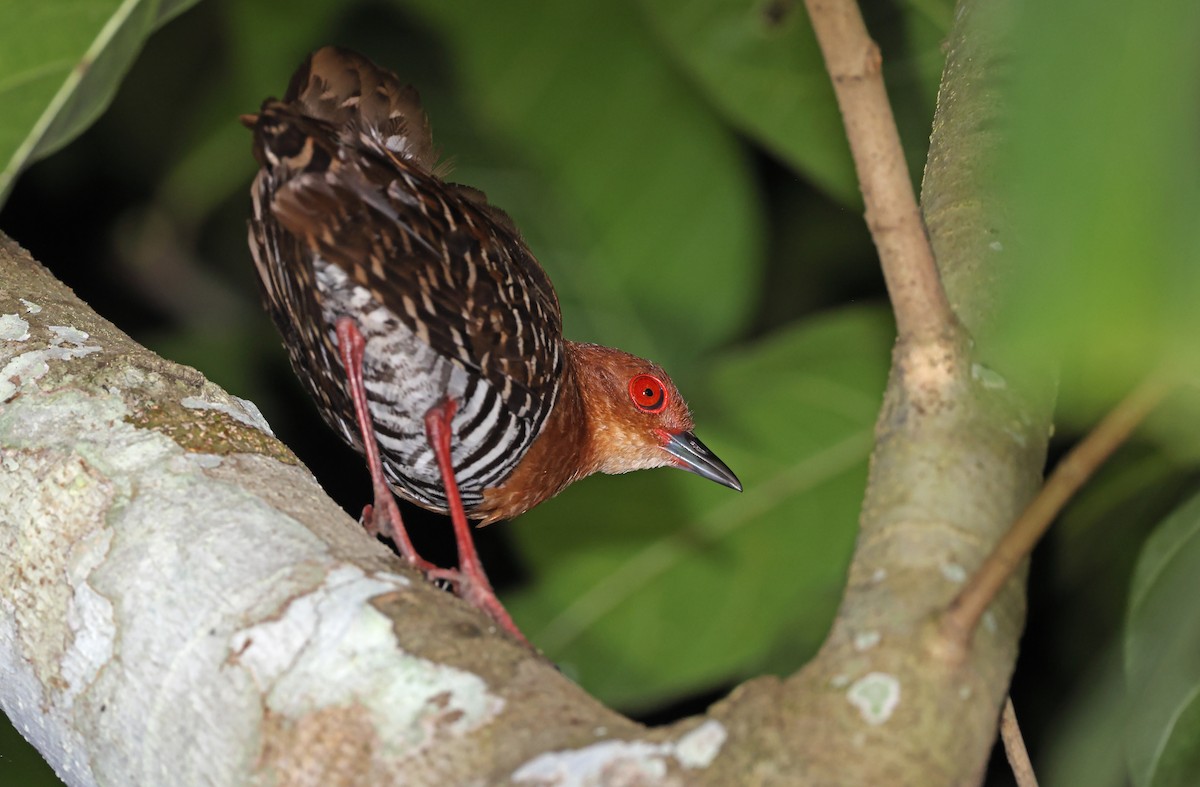 Red-legged Crake - ML495305711