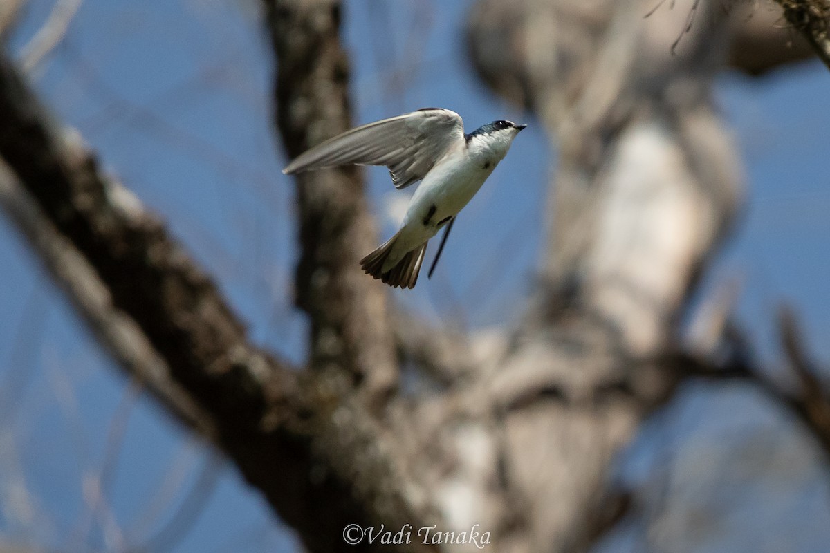 White-rumped Swallow - Vadi Tanaka