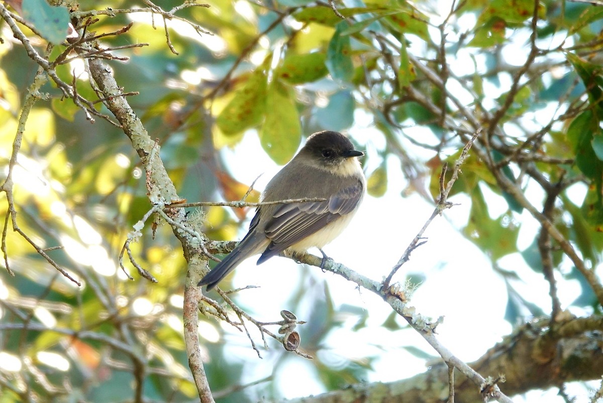 Eastern Phoebe - ML495305931