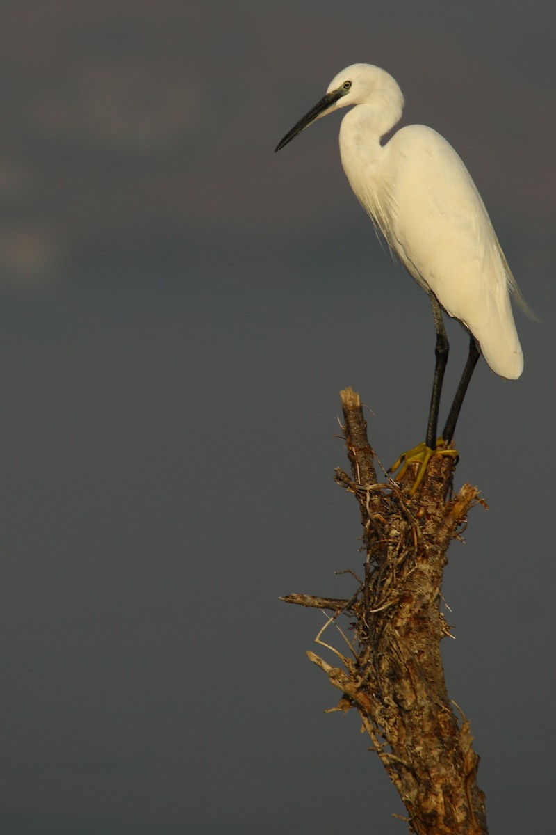 Little Egret - ML495306071