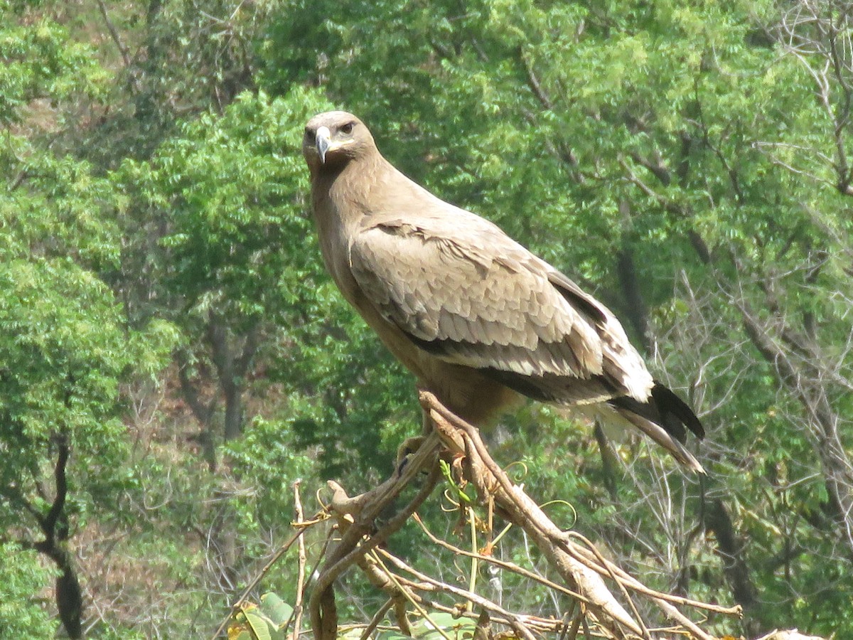 Steppe Eagle - ML495306241