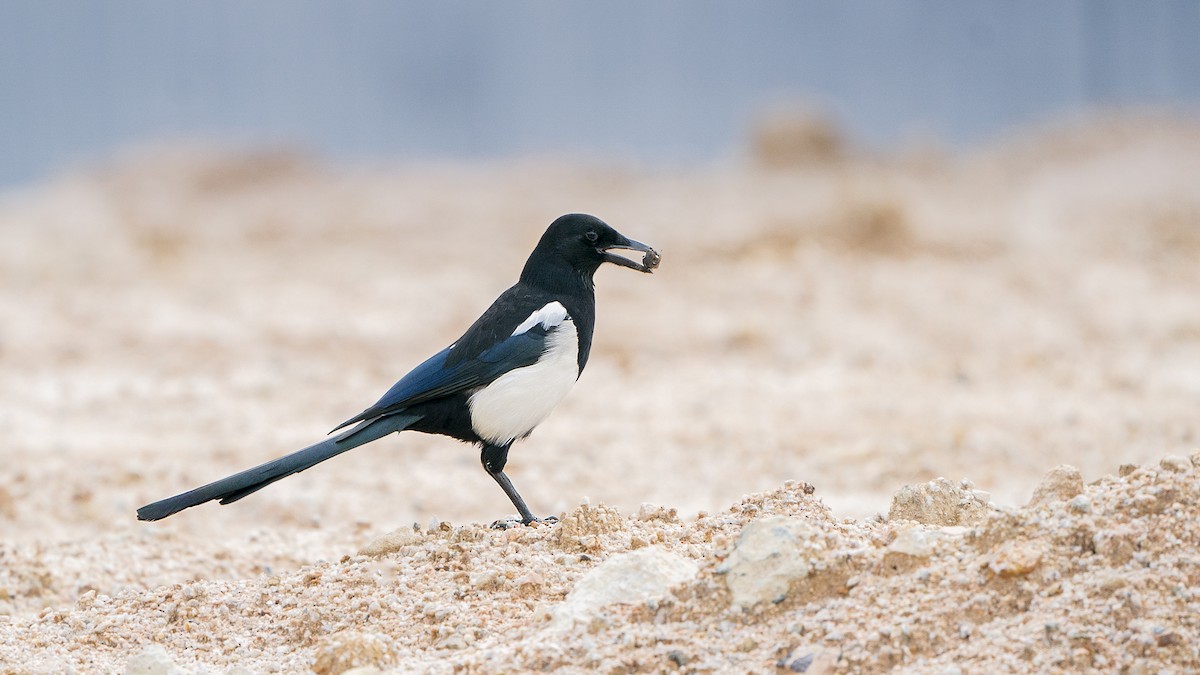 Oriental Magpie - ML495306381