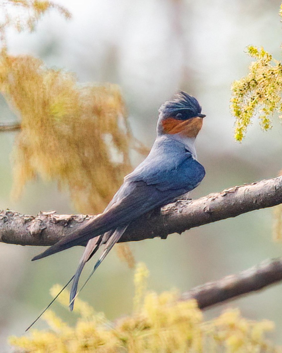 Crested Treeswift - ML495306851