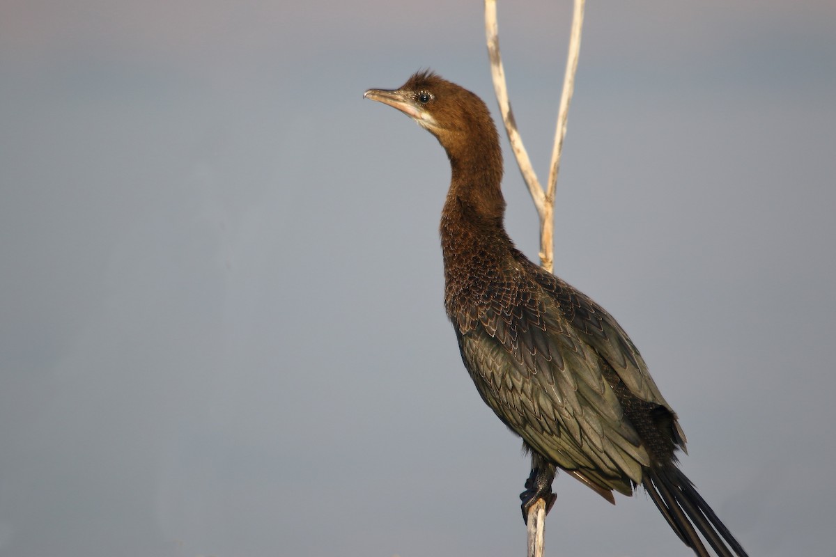 Pygmy Cormorant - ML495309171