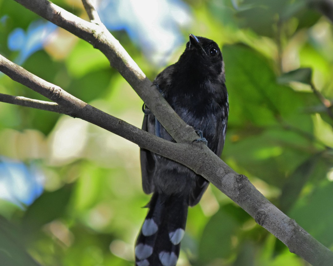 Bananal Antbird - ML495309421