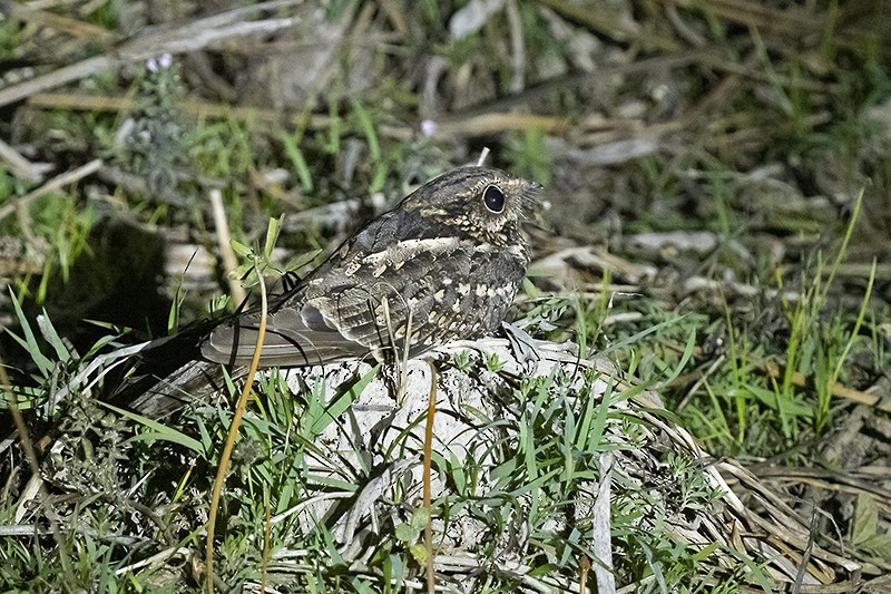 Spot-tailed Nightjar - ML495310841