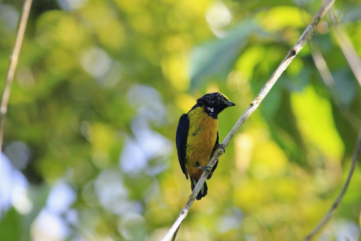 Fulvous-vented Euphonia - Thad Roller