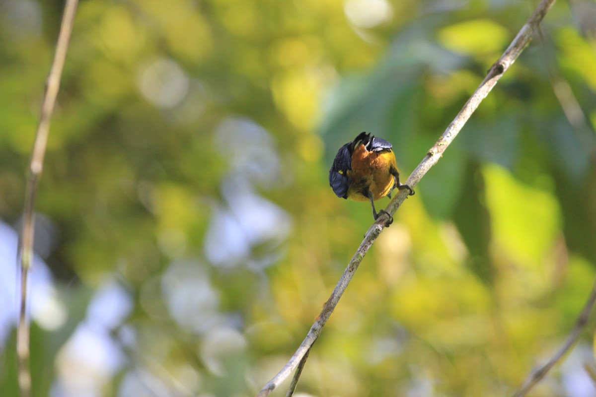 Fulvous-vented Euphonia - Thad Roller
