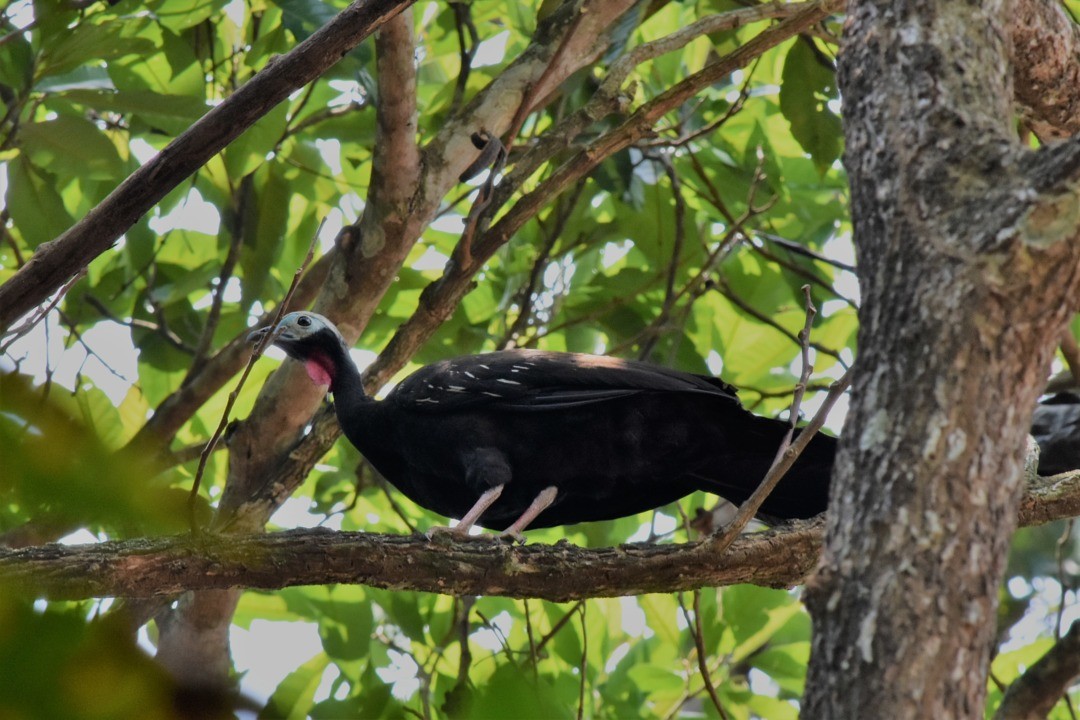 Red-throated Piping-Guan - ML495312661