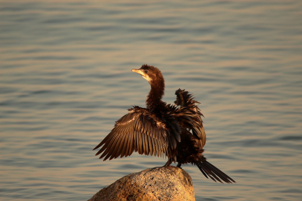 Pygmy Cormorant - ML495312781