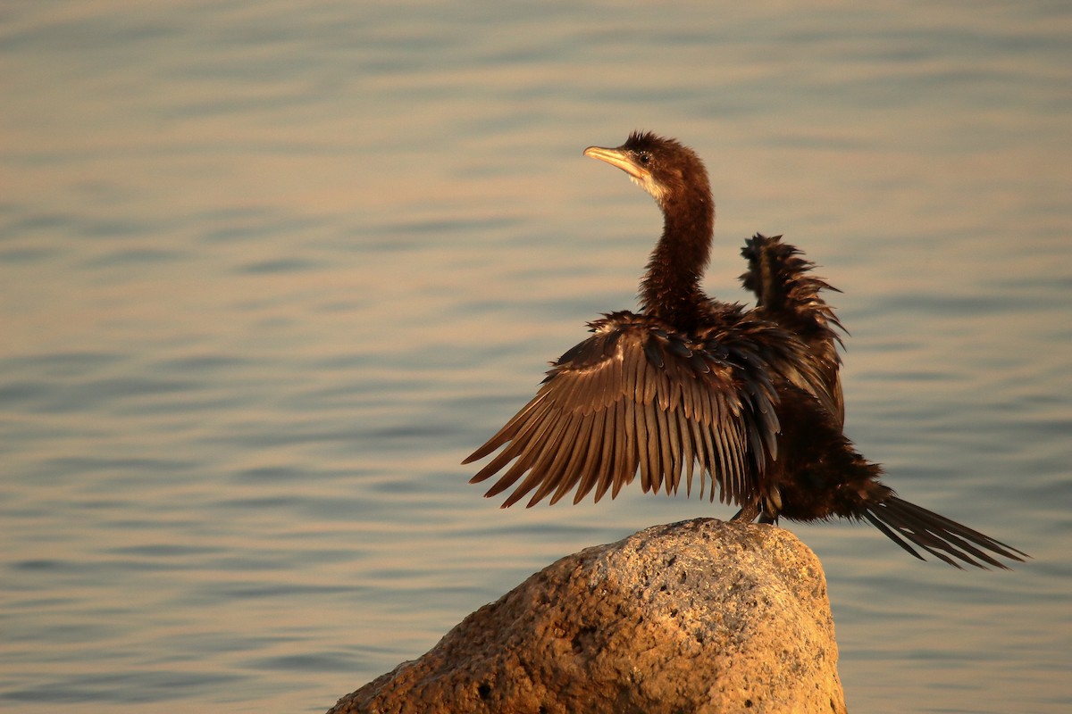 Pygmy Cormorant - Jordan Grau