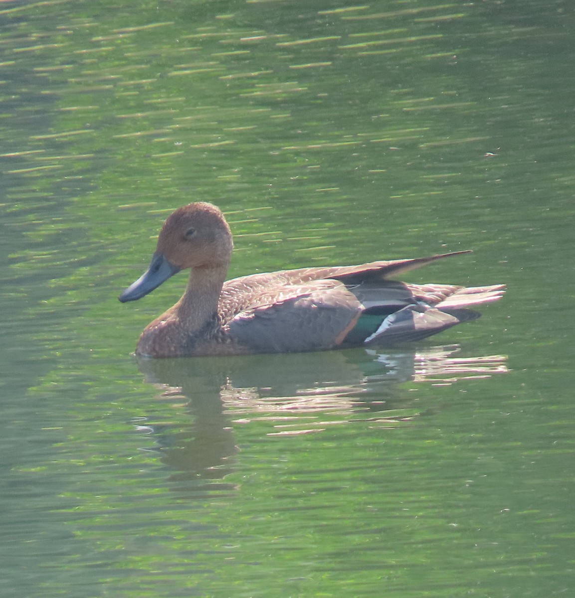 Northern Pintail - ML495312871