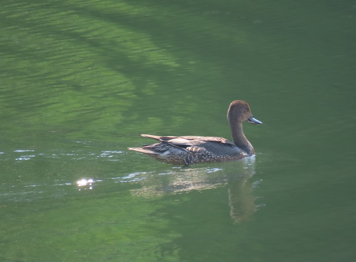 Northern Pintail - ML495312881