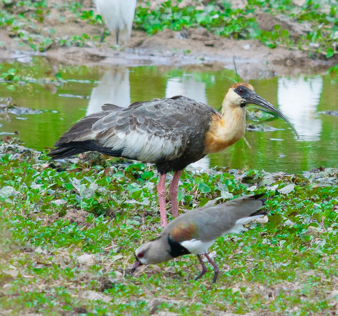 ibis bělokřídlý - ML495312941