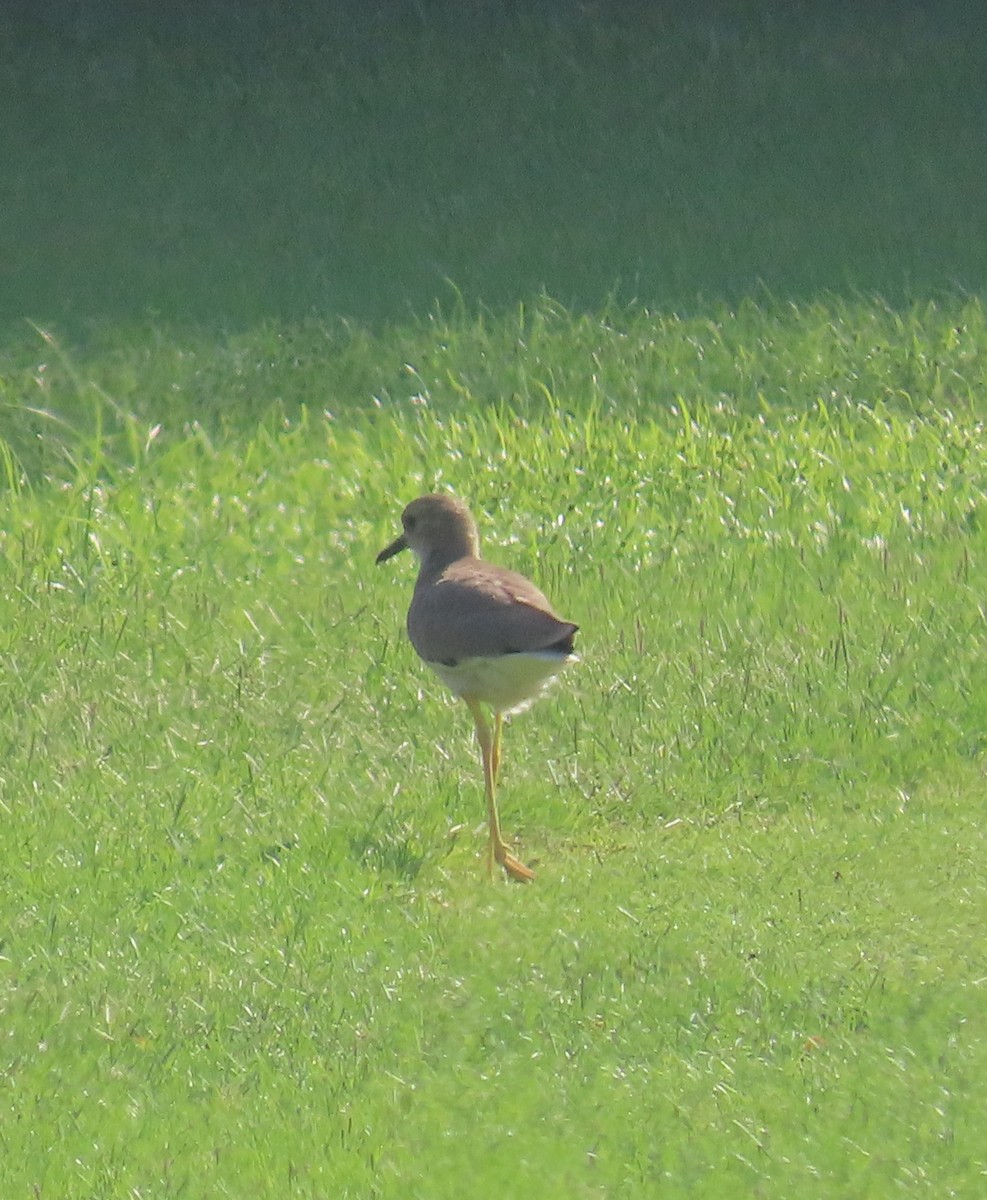 White-tailed Lapwing - ML495313891