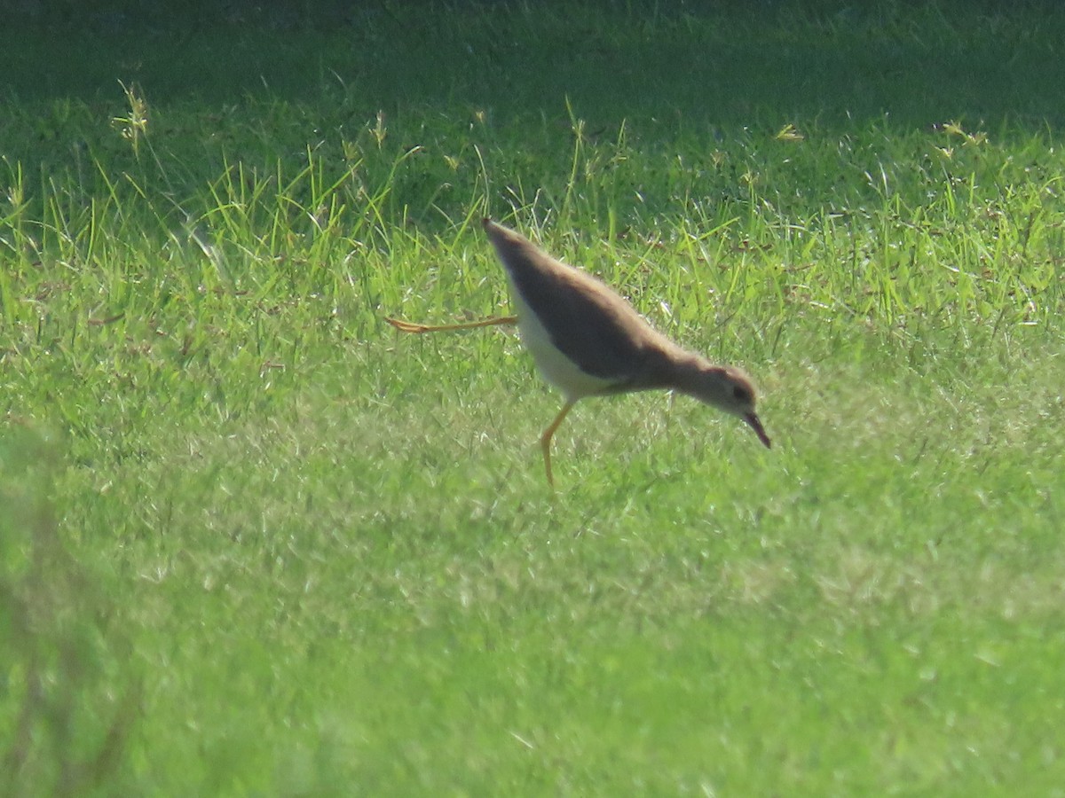 White-tailed Lapwing - ML495313901