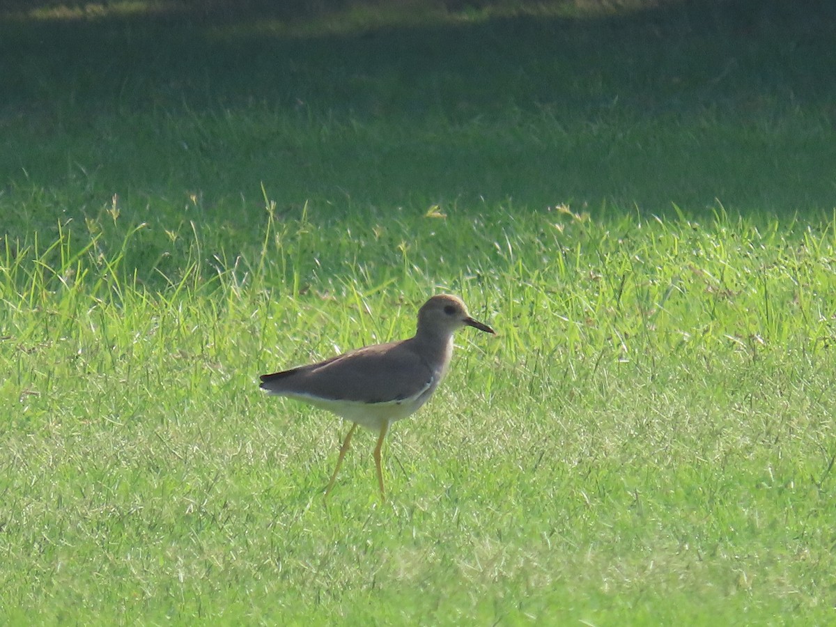 White-tailed Lapwing - ML495313911