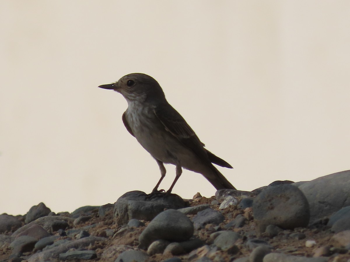 Spotted Flycatcher - ML495315231