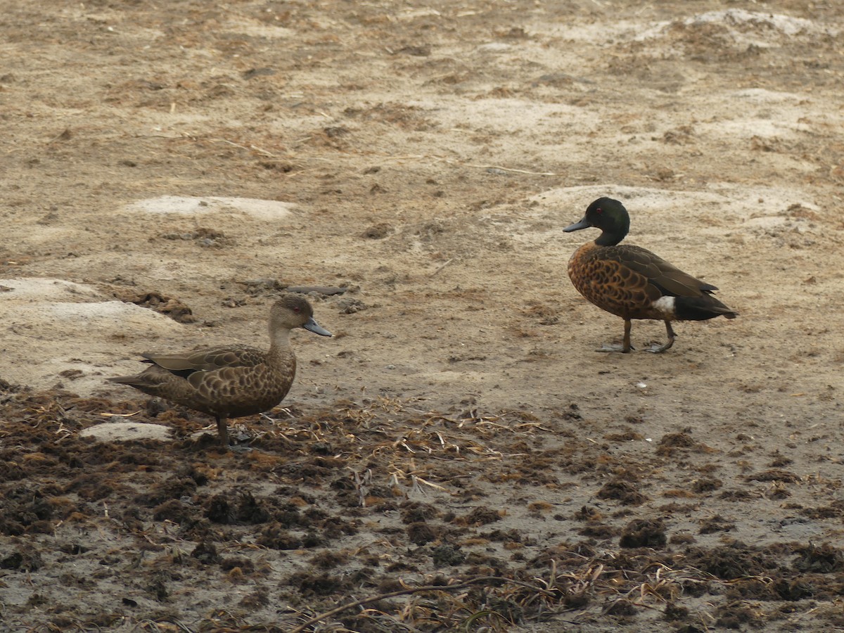 Chestnut Teal - ML495316291