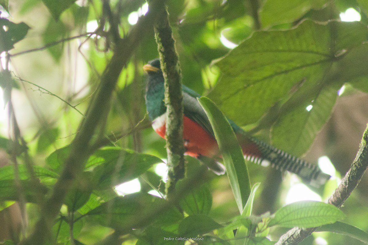 Collared Trogon - ML495321041