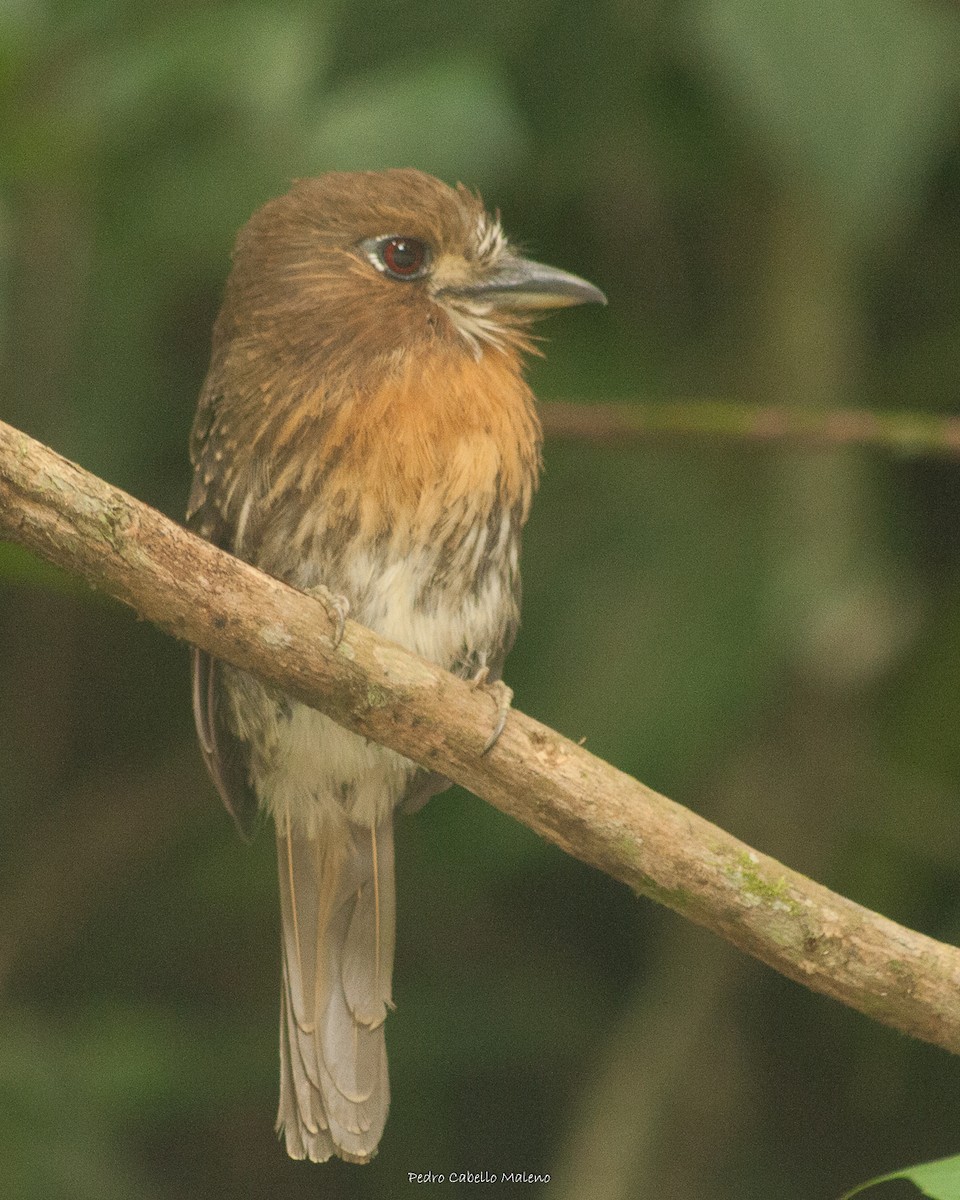 Moustached Puffbird - ML495321331