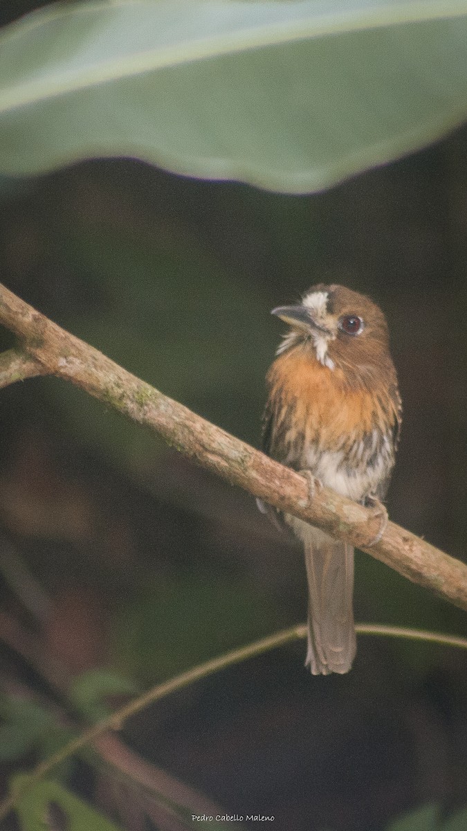 Moustached Puffbird - ML495321341