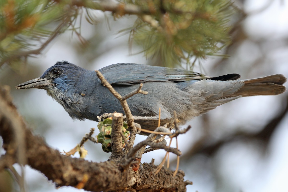 Pinyon Jay - ML495322831