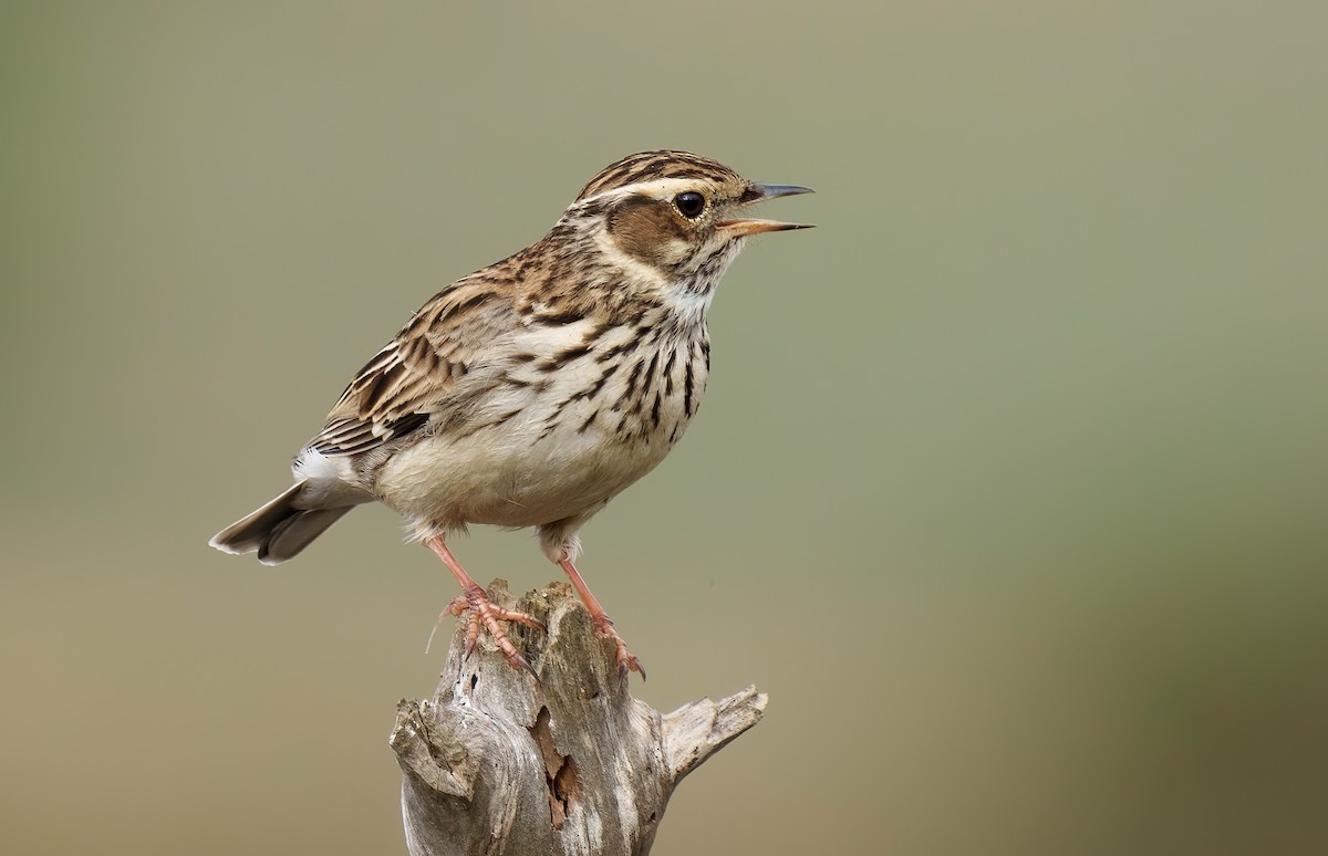 Wood Lark - ML495323531