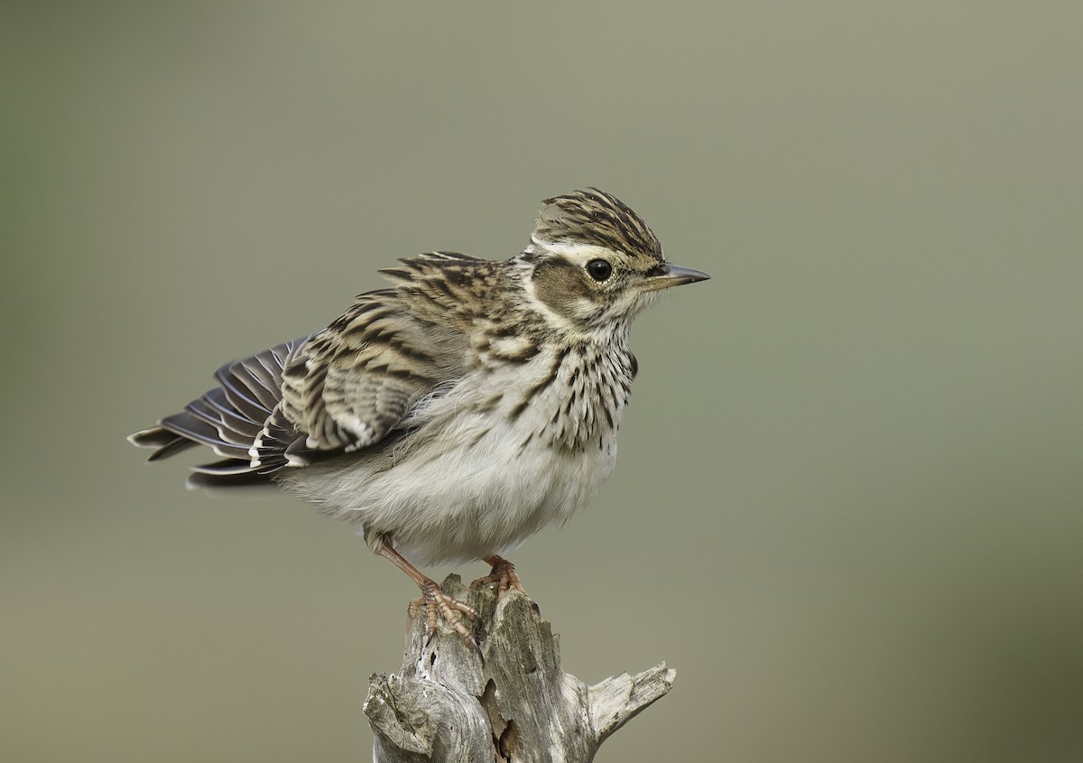 Wood Lark - ML495323611