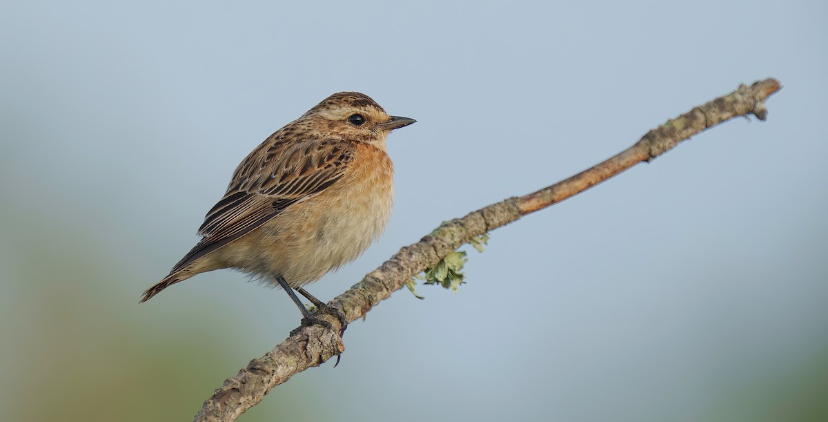 Whinchat - Rui Pereira | Portugal Birding