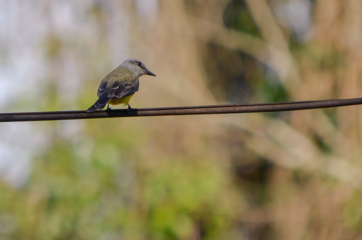 Tropical Kingbird - ML495324051