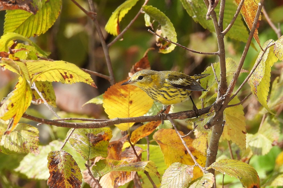 Cape May Warbler - S. K.  Jones