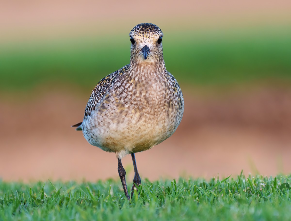 European Golden-Plover - ML495324431