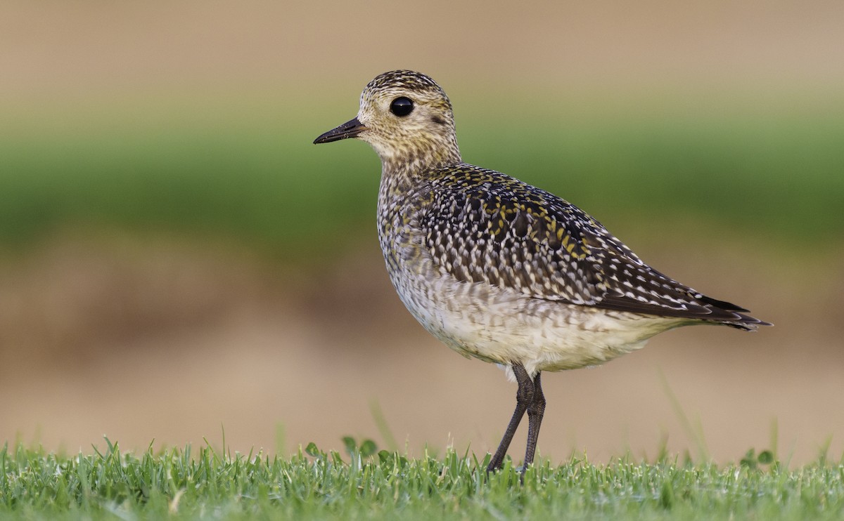 Chorlito Dorado Europeo - ML495324461